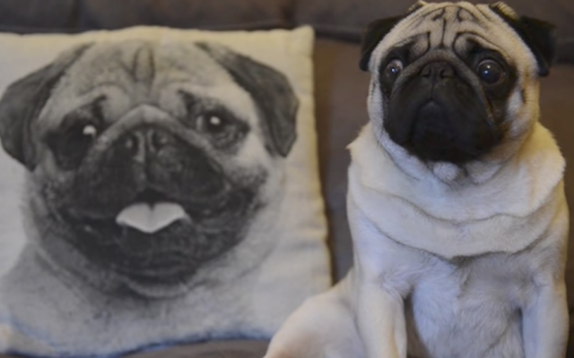 This pug named Buddha was trained to do a Nazi salute as a joke, his owner’s boyfriend said. (Screen capture: YouTube) This pug named Buddha was trained to do a Nazi salute as a joke, his owner’s boyfriend said. (Screen capture: YouTube)