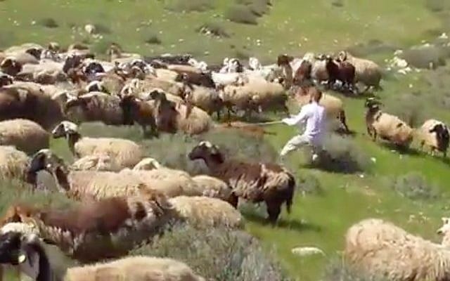 Illustrative: Ta'ayush activists film a settler siccing his pit bull on the sheep of a Palestinian shepherd, which he claimed had encroached on his land. (Screen capture/Ta'ayush) Illustrative: Ta'ayush activists film a settler siccing his pit bull on the sheep of a Palestinian shepherd, which he claimed had encroached on his land. (Screen capture/Ta'ayush)