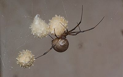 A female Brown Widow spider guards her eggs. (AP Photo/Phil Sandlin)