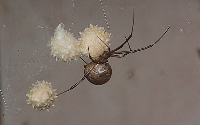 A female Brown Widow spider guards her eggs. (AP Photo/Phil Sandlin)