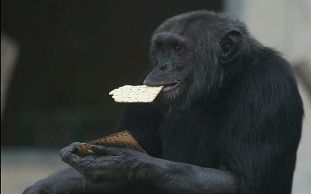 A chimpanzee at the Ramat Gan Safari enjoys Passover matza (Gideon Markowicz for the Ramat Gan Safari.) A chimpanzee at the Ramat Gan Safari enjoys Passover matza (Gideon Markowicz for the Ramat Gan Safari.)