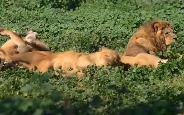 Lions at the Ramat Gan Safari near Tel Aviv display their natural instincts by rolling around in ground coffee. Screenshot) Lions at the Ramat Gan Safari near Tel Aviv display their natural instincts by rolling around in ground coffee. Screenshot)