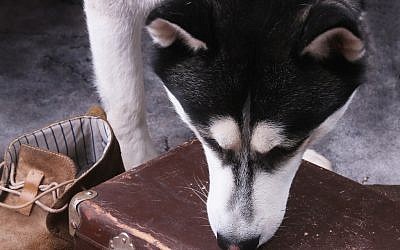 Illustrative photo of a dog sniffing luggage (iStock/Vi_L)