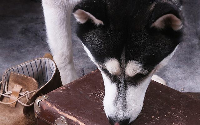 Illustrative photo of a dog sniffing luggage (iStock/Vi_L)