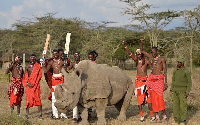Maasai warriors pose with Sudan, the last male northern white rhino sub-species on the planet, on June 18, 2017. Sudan's death was announced on March 20, 2018. (AFP PHOTO / TONY KARUMBA/File) Maasai warriors pose with Sudan, the last male northern white rhino sub-species on the planet, on June 18, 2017. Sudan's death was announced on March 20, 2018. (AFP PHOTO / TONY KARUMBA/File)