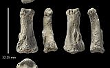 This photo provided by Michael Petraglia shows six different views of a Homo sapiens fossil finger bone from the Al Wusta archaeological site in Saudi Arabia. In a report released on Monday, April 9, 2018, researchers say the bone provides a new clue about when and how our species migrated out of Africa, with hunter-gatherers reaching the Saudi Arabia area by 85,000 years ago. (Ian Cartwright/Michael Petraglia via AP)