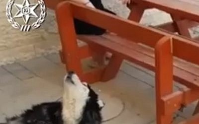 The dog whose propensity for singing along with the soundtrack of a popular children's series enabled police to reunite him with his owner after he had gone astray. (Police spokesman's office)