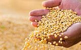 Illustrative image of soybeans in a farmer's hands (fotokostic, iStock by Getty Images)