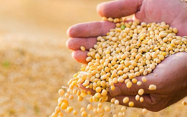 Illustrative image of soybeans in a farmer's hands (fotokostic, iStock by Getty Images)