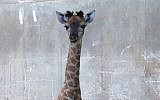 A baby giraffe, named Toy, born at the Jerusalem Biblical Zoo, May 12, 2018. (Yaara Forest Tamari)