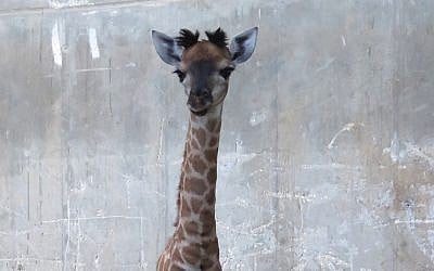 A baby giraffe, named Toy, born at the Jerusalem Biblical Zoo, May 12, 2018. (Yaara Forest Tamari)