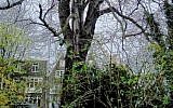 Original Anne Frank Chestnut Tree. (CC BY  huliana90212, Wikimedia Commons)