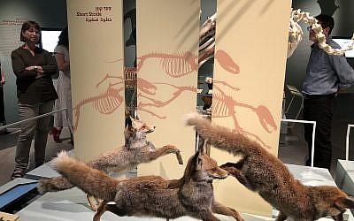 Professor and zoologist Yael Dayan, (left), who shepherded the new Natural History Museum from concept to reality (Jessica Steinberg/Times of Israel)