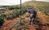A vineyard owner near the West Bank settlement of Shiloh inspects damage to his vineyard from suspected Palestinian arsonists, May 27, 2018. (Courtesy Yesha Council)