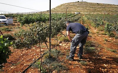 A vineyard owner near the West Bank settlement of Shiloh inspects damage to his vineyard from suspected Palestinian arsonists, May 27, 2018. (Courtesy Yesha Council)