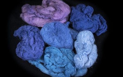 Woolen fleeces dyed in different colors with dye extracted from Murex trunculus snails (courtesy of Ptil Tekhelet/Moshe Caine)