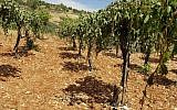 A Palestinian vineyard near Hebron where some 400 grape vines were chopped down in an apparent hate crime attack on May 16, 2018. (B'Tselem)