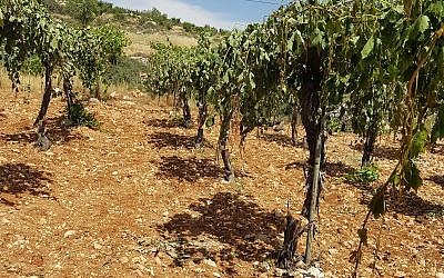 A Palestinian vineyard near Hebron where some 400 grape vines were chopped down in an apparent hate crime attack on May 16, 2018. (B'Tselem)