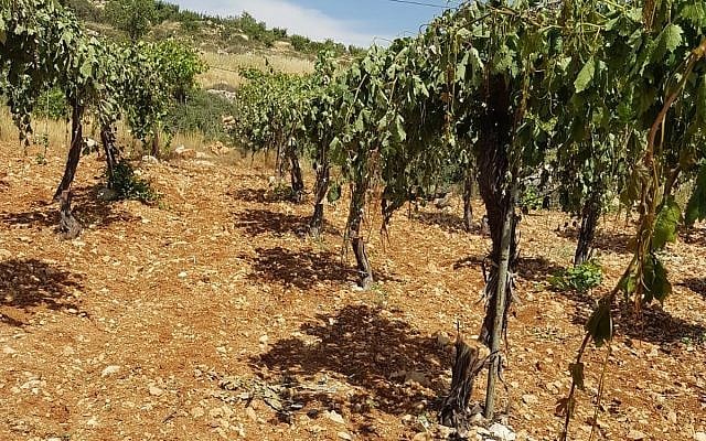A Palestinian vineyard near Hebron where some 400 grape vines were chopped down in an apparent hate crime attack on May 16, 2018. (B'Tselem) A Palestinian vineyard near Hebron where some 400 grape vines were chopped down in an apparent hate crime attack on May 16, 2018. (B'Tselem)
