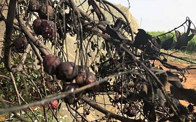 A cherry tree torched in an apparent hate crime attack in the settlement of Kfar Etzion on May 23, 2018. (Yaron Rosenthal/Kfar Etzion Field School)