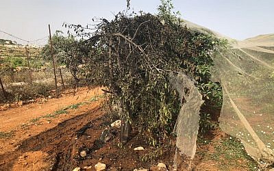A cherry tree torched in an apparent hate crime attack in the settlement of Kfar Etzion on May 23, 2018. (Yaron Rosenthal/Kfar Etzion Field School)