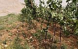 A Palestinian vineyard near Ramallah targeted in an apparent hate crime attack on May 29, 2018. (Iyad Haddad/B'Tselem)