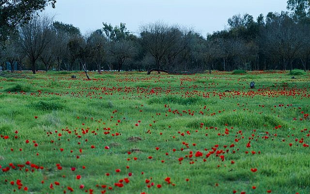 Anemone flowers bloom in the Be'eri Nature Reserve, February 6, 2018. (Luke Tress/Times of Israel)