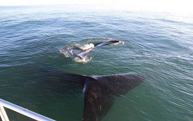 A rare blue whale seen off the coast of Eilat on May 29, 2018. (Nature and Parks Authority, courtesy)