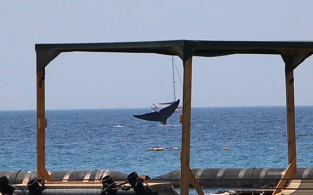 A rare blue whale seen off the coast of Eilat on May 29, 2018. (Nature and Parks Authority, courtesy)