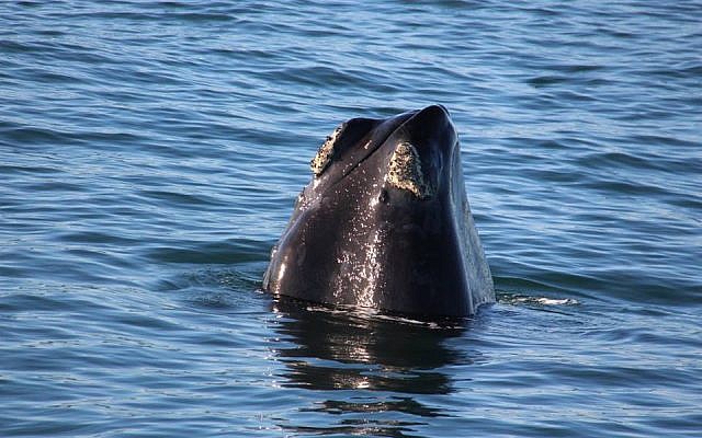 A rare blue whale seen off the coast of Eilat on May 29, 2018. (Nature and Parks Authority, courtesy)