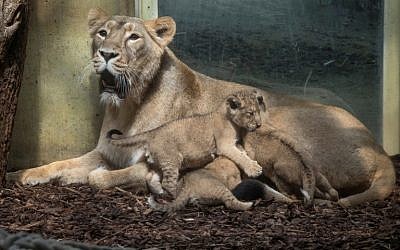 Illustrative: A lion mother with her cubs at the zoo in Frankfurt am Main, western Germany, on May 30, 2018. (AFP Photo/dpa/Boris Roessler)