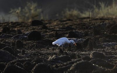 A cattle egret is seen in a burned field next to Kibbutz Beeri near the border between Israel and the Gaza Strip on June 18, 2018. (AFP PHOTO / MENAHEM KAHANA_
