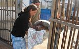 Nature and Parks Authority representatives handle a sea turtle after it was attacked and abused on a beach, 2009 (Courtesy Nature and Parks Authority)