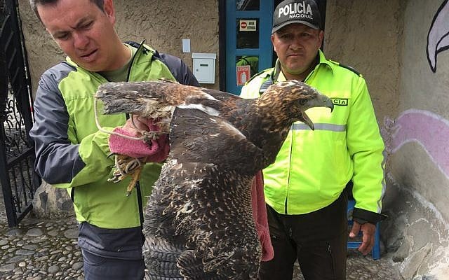 In this photo taken in May 2018 in Ecuador and provided by Interpol on Wednesday, June 20, 2018, Ecuadorian police officers inspect a bird of prey. (Interpol via AP) In this photo taken in May 2018 in Ecuador and provided by Interpol on Wednesday, June 20, 2018, Ecuadorian police officers inspect a bird of prey. (Interpol via AP)