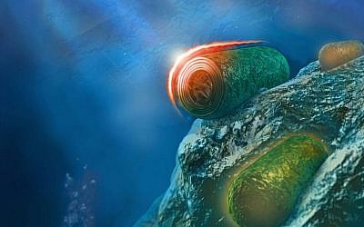 Illustration: Cyanobacteria. (Itay Goldshmid) Illustration: Cyanobacteria. (Itay Goldshmid)