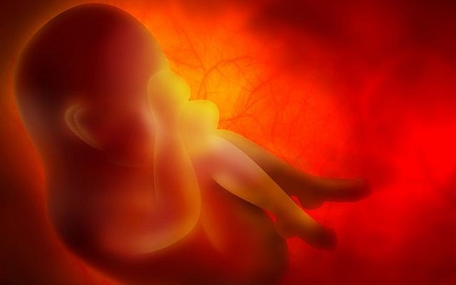 Illustrative image of an embryo (Zffoto; iStock by Getty Images)