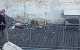 A boulder from the Western Wall falls onto a prayer platform on July 23, 2018 (Courtesy/The Western Wall Heritage Foundation via the Masorti Movement of Israel)