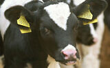 Illustrative image of a calf in a pen ahead of slaughter. (Sean Gallup/Getty Images via JTA)