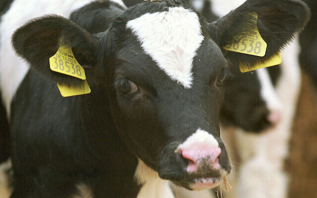 Illustrative image of a calf in a pen ahead of slaughter. (Sean Gallup/Getty Images via JTA)