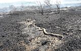 A viper snake that was killed during a fire in southern Israel sparked by an incendiary balloon launched from the Gaza Strip on July 29, 2018. (Israel Fire and Rescue Services Southern District)