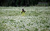 A man takes a photo in a buckwheat flower field in Seoul, South Korea. (AP Photo/Lee Jin-man, File)