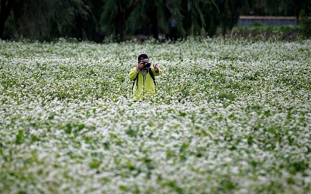 A man takes a photo in a buckwheat flower field in Seoul, South Korea. (AP Photo/Lee Jin-man, File) A man takes a photo in a buckwheat flower field in Seoul, South Korea. (AP Photo/Lee Jin-man, File)