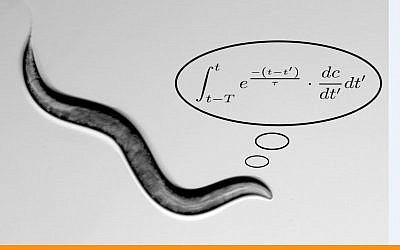 An illustration of a C. elegans worm performing a math calculation (Alon Zaslaver/Hebrew University)