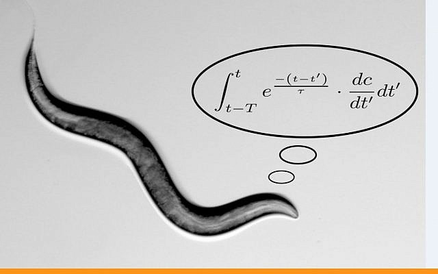 An illustration of a C. elegans worm performing a math calculation (Alon Zaslaver/Hebrew University) An illustration of a C. elegans worm performing a math calculation (Alon Zaslaver/Hebrew University)