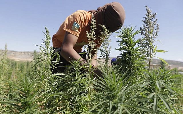 A worker cultivates plants at a cannabis plantation in the village of Yammouneh in Lebanon's eastern Bekaa Valley on July 23, 2018. (AFP PHOTO / JOSEPH EID) A worker cultivates plants at a cannabis plantation in the village of Yammouneh in Lebanon's eastern Bekaa Valley on July 23, 2018. (AFP PHOTO / JOSEPH EID)