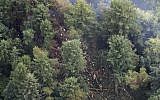 The site on Ketron Island in Washington state where an Horizon Air turboprop plane crashed Friday after it was stolen from Sea-Tac International Airport is seen from the air, Saturday, August 11, 2018, near Steilacoom, Washington. (AP/Ted S. Warren)