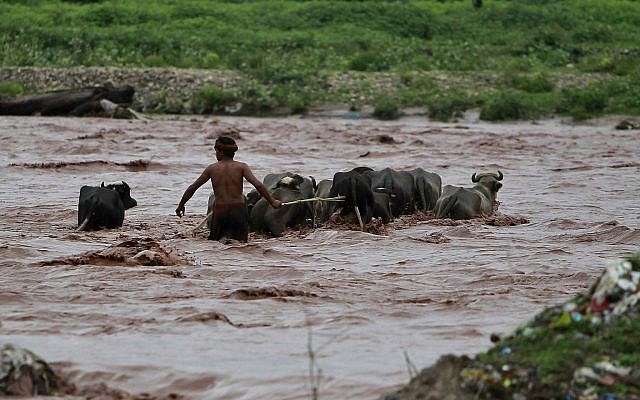 An Indian man grazing buffalos tries to cross River Tawi that was flooded following monsoon rains in Jammu, India, August.13, 2018. (AP Photo/Channi Anand) An Indian man grazing buffalos tries to cross River Tawi that was flooded following monsoon rains in Jammu, India, August.13, 2018. (AP Photo/Channi Anand)