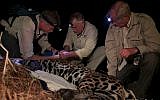 Alan Rabinowitz (c) colalring a jaguar in Brazil. (Steve Winter/Panthera)