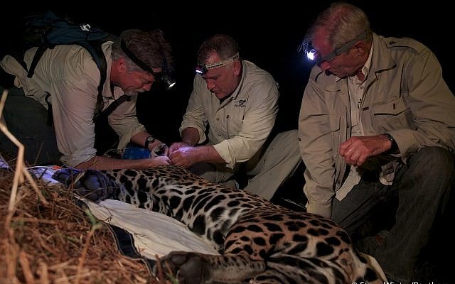 Alan Rabinowitz (c) colalring a jaguar in Brazil. (Steve Winter/Panthera) Alan Rabinowitz (c) colalring a jaguar in Brazil. (Steve Winter/Panthera)