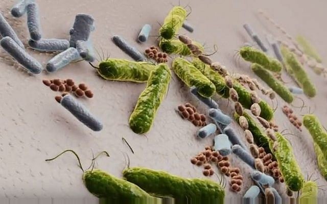 Illustrative image of bacteria colonizing a surface; the Israeli startup Nobio has developed particles to combat bacteria (YouTube screenshot) Illustrative image of bacteria colonizing a surface; the Israeli startup Nobio has developed particles to combat bacteria (YouTube screenshot)